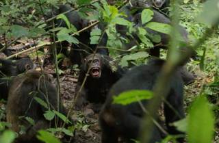 La mayor comunidad de chimpancés salvajes se divide e instaura una violencia mutua