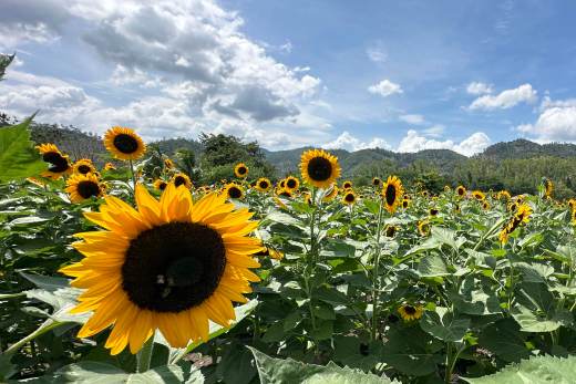 El Paseo de los Girasoles nació en pandemia y hoy es imán turístico en Honduras