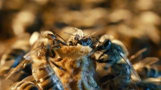 Las celdas reales, una estructura única y esencial para el desarrollo de las abejas reina