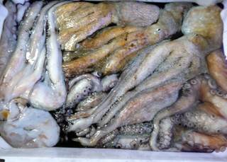 El calentamiento marino multiplica la población de pulpos en las costas británicas