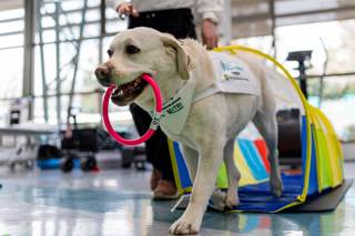 Los perros doctores que ayudan a controlar el dolor crónico en pionera terapia en Chile
