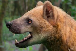 Descubren una nueva especie de "perro oso" que habitó en España hace 15,9 millones de años