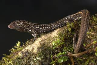 Descubren una nueva especie de lagartija en una reserva natural de los Andes peruano