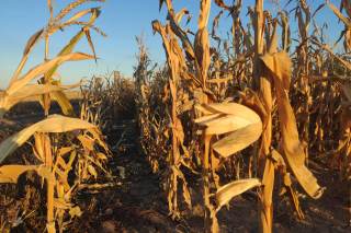 Agricultores ucranianos buscan romper el bloqueo ruso y aumentar exportaciones de cereales