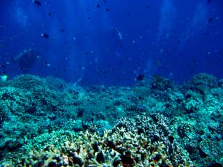 El 96 % de los arrecifes de coral afronta un riesgo crítico de colapso en 50 años