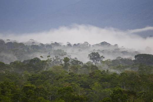 La estrategia más eficaz para la biodiversidad en Amazonas: proteger el bosque existente