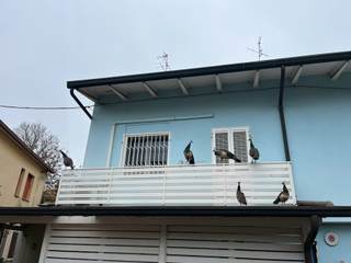 Una invasión de pavos reales 'coloniza' un pueblo italiano (y las redes sociales)