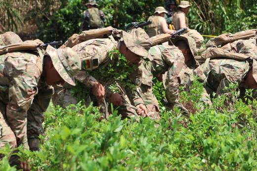Bolivia reactiva erradicación de coca ilegal en región donde Morales lidera