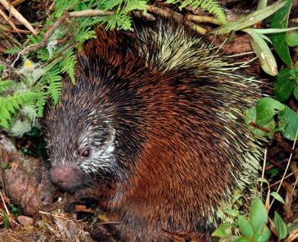 Describen una nueva especie de puercoespín en el Parque Nacional Sangay de Ecuador