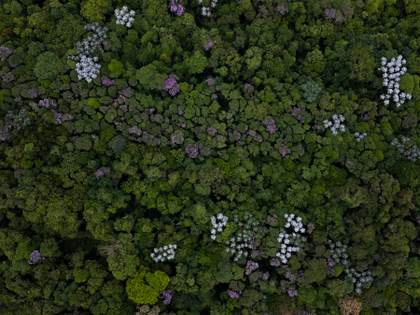 Más de la mitad de los bosques del mundo se concentra en solo cinco países