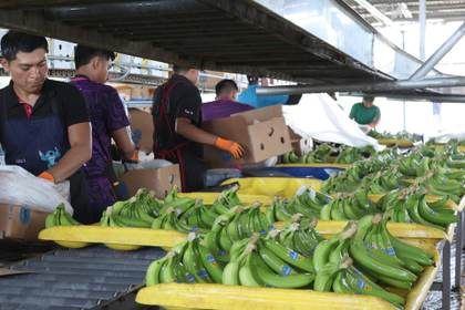 Chiquita prueba empacadoras de banano como parte del proceso de reactivación en Panamá