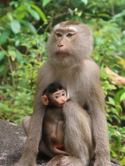 El parto difícil no es exclusivo de los humanos