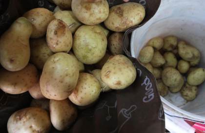 Productores mexicanos denuncian ingreso irregular de papa estadounidense en Sinaloa