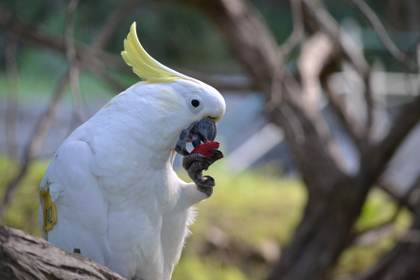 Los loros salvajes aprenden a comer nuevos alimentos imitando los comportamientos sociales