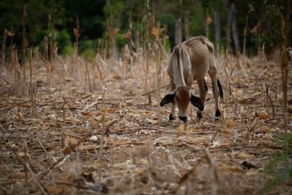 ONU alerta que 'El Niño' aumenta la inseguridad alimentaria en América Latina y el Caribe