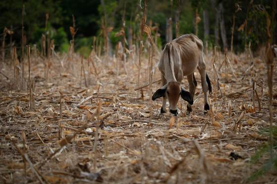 ONU alerta que 'El Niño' aumenta la inseguridad alimentaria en América Latina y el Caribe