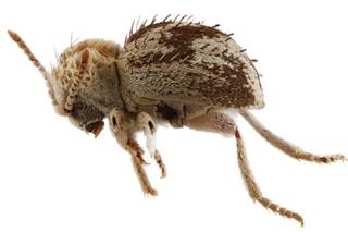 Descubren una nueva especie de 'escarabajo araña' en reserva de la costa sur de Perú