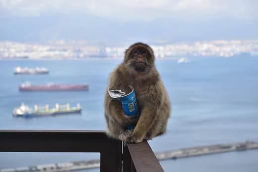 Monos de Gibraltar comen tierra para contrarrestar los efectos de la comida basura humana