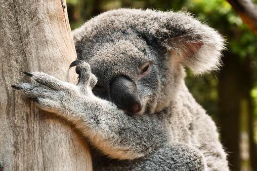 El koala tiene sed: Australia descubre cómo el calor extremo afecta al icono del país