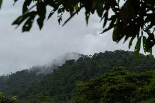 La cultura y conocimientos de la Amazonía, en peligro por la pérdida de especies vegetales