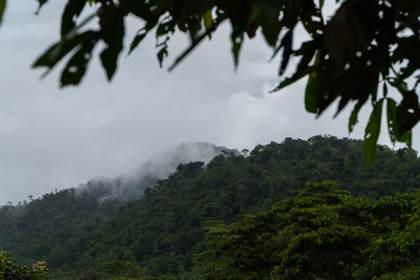 La cultura y conocimientos de la Amazonía, en peligro por la pérdida de especies vegetales