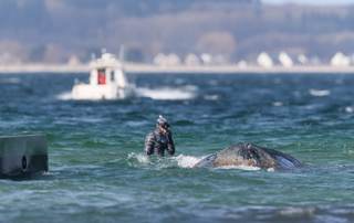 La ballena jorobada varada en costa alemana del Báltico vuelve a nadar tras liberarse