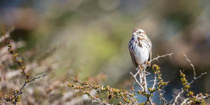 Aves y personas: mismos patrones al hablar y al cantar