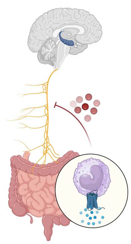 Una mala conexión entre el aparato digestivo y el cerebro daña la memoria