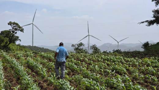 Importar granos no es solución contra la inseguridad alimentaria en Honduras, dice experto