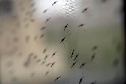 Los mosquitos Anopheles se alimentan de sangre humana desde hace casi 2 millones de años
