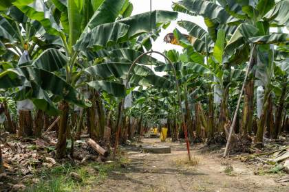 Industria bananera de Ecuador desarrolla mecanismos para proteger producción ante El Niño
