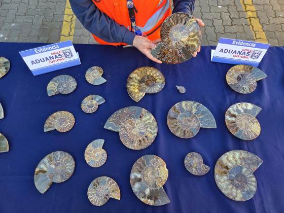 Chile recupera 222 fósiles marinos de contrabando con 110 millones de años de antiguedad