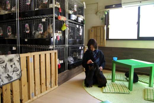 Japón investigará las populares cafeterías con animales ante la inquietud por su salud