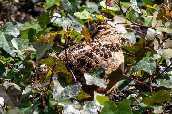 El "baile" de una pequeña ave revoluciona el corazón de Nueva York tras hacerse viral