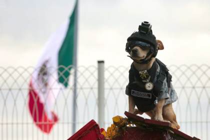 Comando Chihuahua: el perro militar de 20 centímetros que conquistó las redes en México