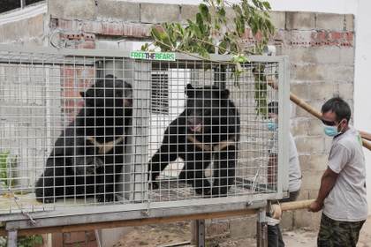 Rescatan una veintena de osos negros de Laos utilizados para medicina tradicional china