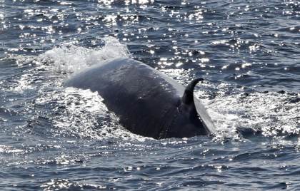 El calentamiento del Ártico atrae nuevas ballenas a Groenlandia y transforma su ecosistema