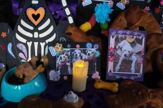Bolivianos conmemoran a las almas de mascotas fallecidas con altares, panes y croquetas