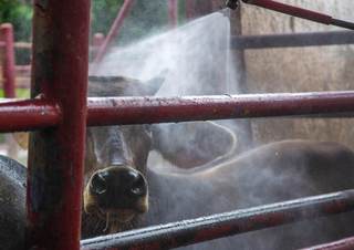 México y EE.UU. suspenden intercambio de animales vivos por gusano barrenador del ganado