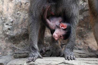 El nacimiento de un babuino impulsa los esfuerzos de conservación de la fauna en Colombia