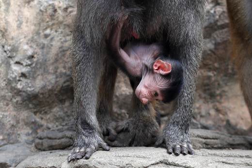 El nacimiento de un babuino impulsa los esfuerzos de conservación de la fauna en Colombia