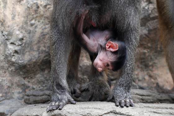 El nacimiento de un babuino impulsa los esfuerzos de conservación de la fauna en Colombia