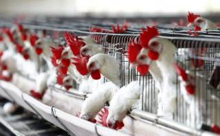 Uruguay declara la emergencia sanitaria por Gripe Aviar y restringe el movimiento de aves